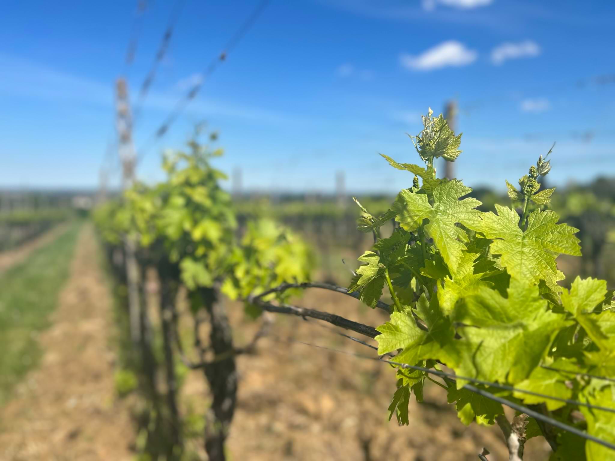 Tenuta Franzona Germogli vite